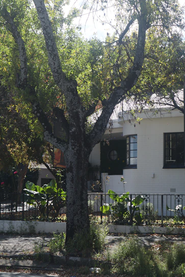 A large tree with a textured trunk stands prominently in front of a white residential building. The tree is lush with green leaves and is surrounded by a small garden with various plants. Behind the tree, part of the building's facade can be seen, which includes a black-framed window and a white wall. There is a metal fence that separates the garden from the sidewalk.