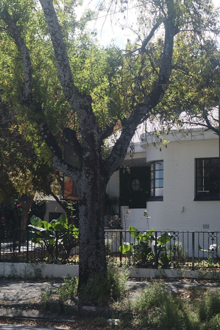A large tree with a textured trunk stands prominently in front of a white residential building. The tree is lush with green leaves and is surrounded by a small garden with various plants. Behind the tree, part of the building's facade can be seen, which includes a black-framed window and a white wall. There is a metal fence that separates the garden from the sidewalk.