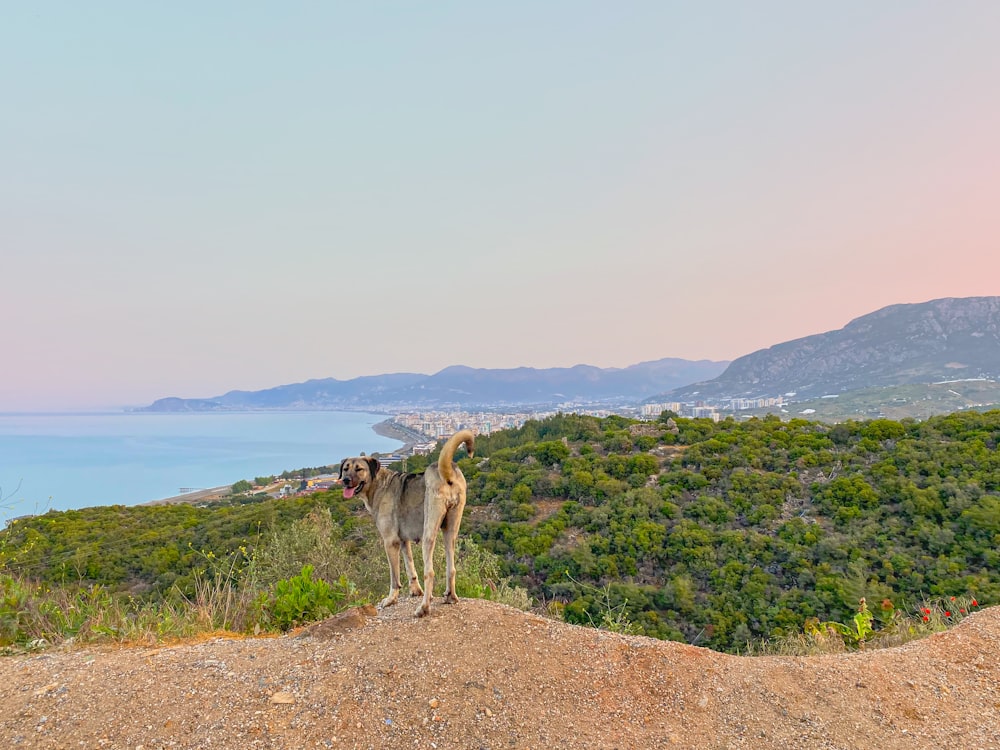 a dog standing on top of a hill next to the ocean