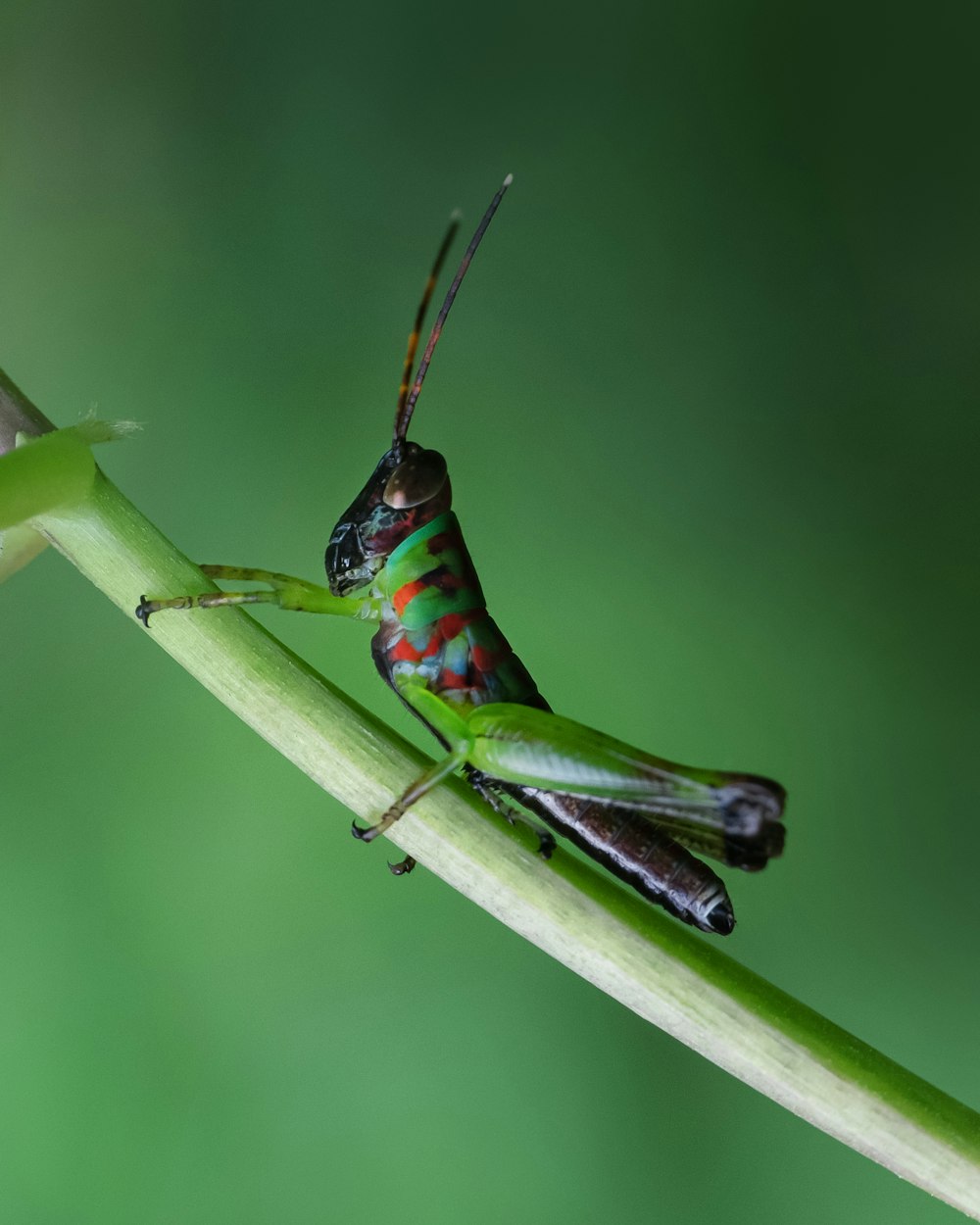 a colorful insect sitting on top of a green plant