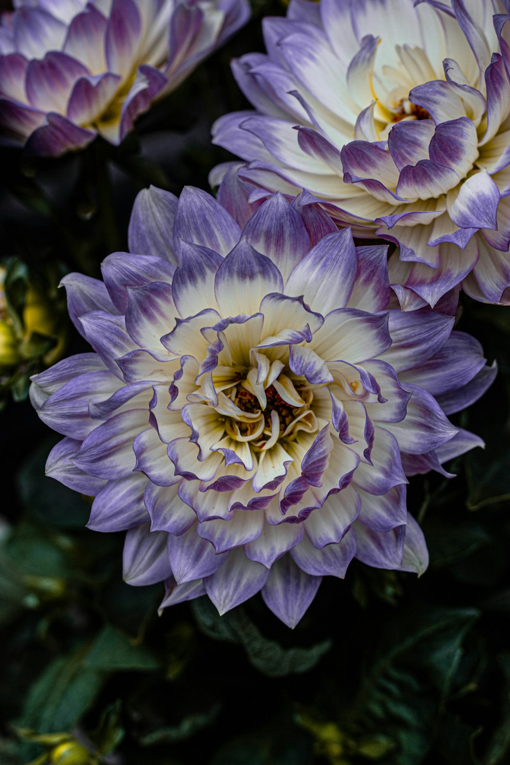 a group of purple and white flowers with green leaves