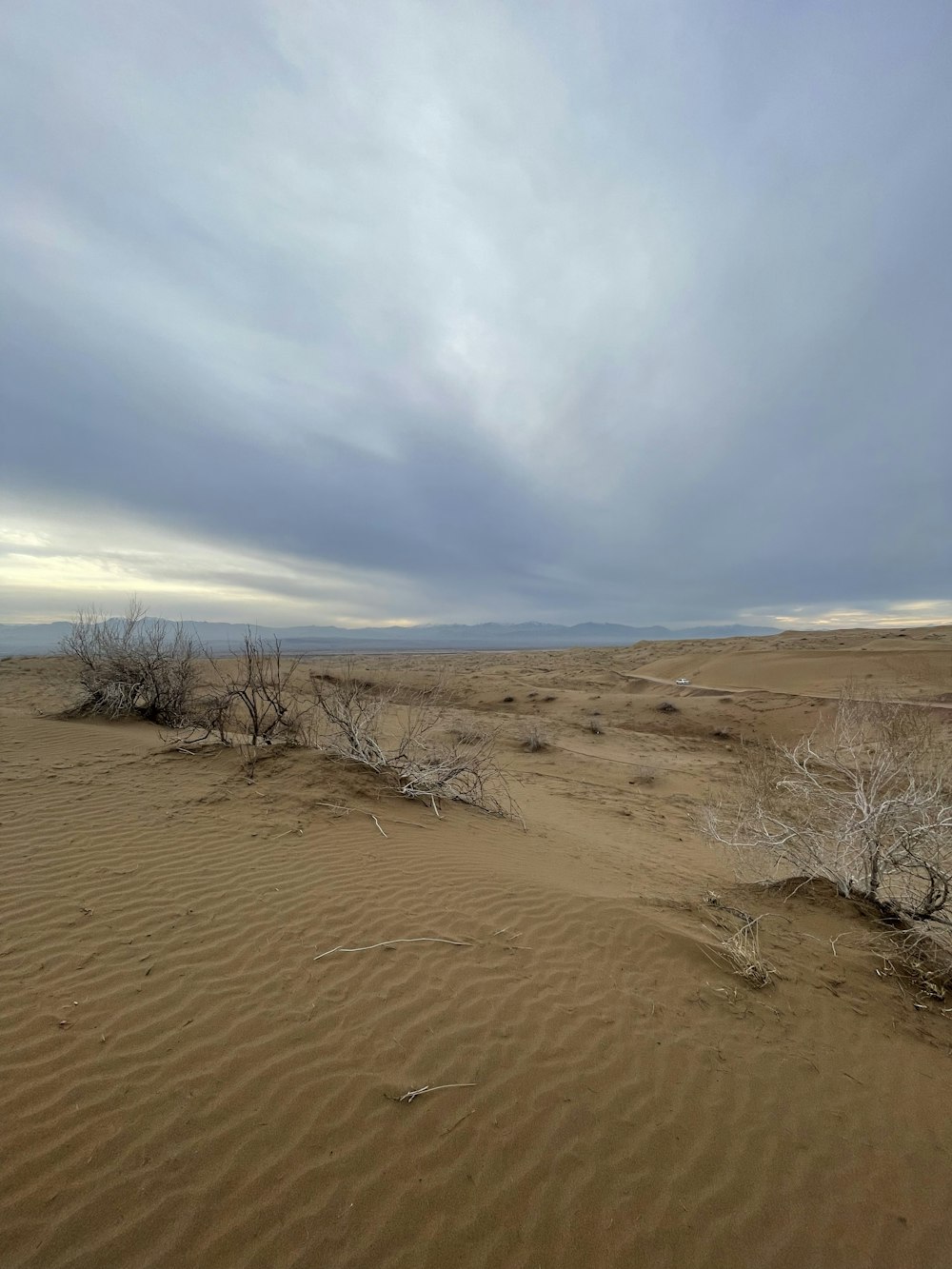 a desert landscape with sparse trees and a cloudy sky