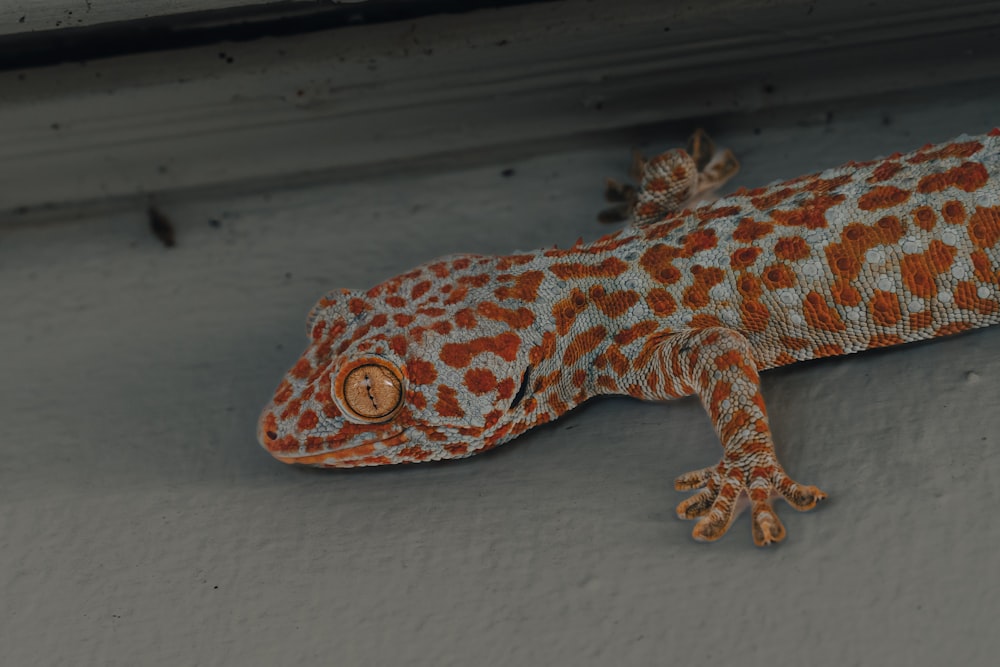 an orange and white gecko sitting on a wall