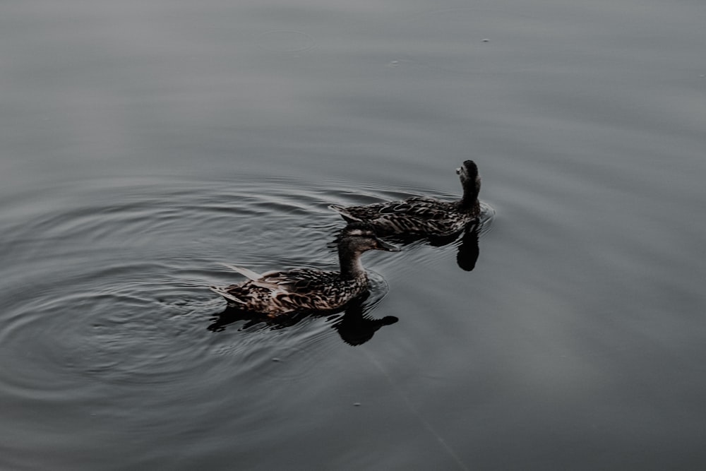 two ducks are swimming in the water together