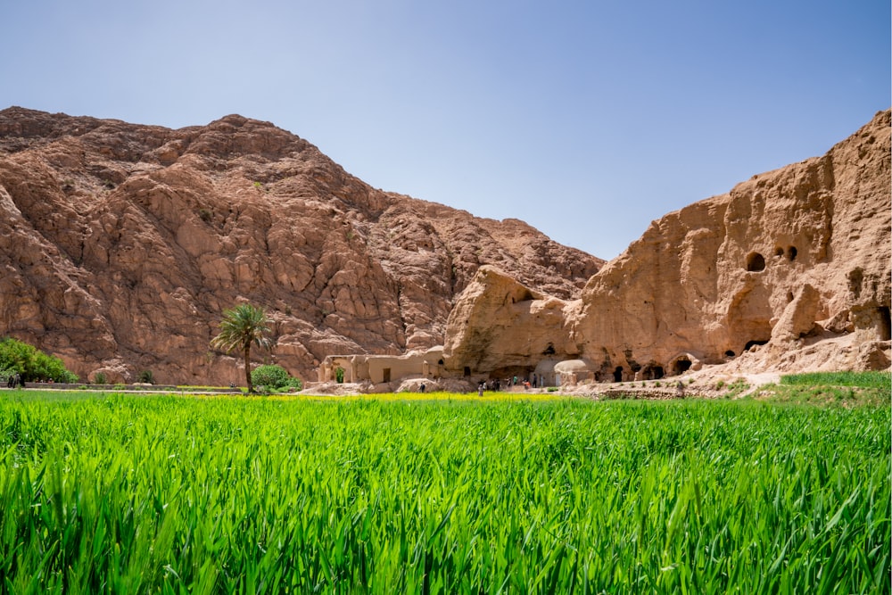 a field of green grass in front of a mountain