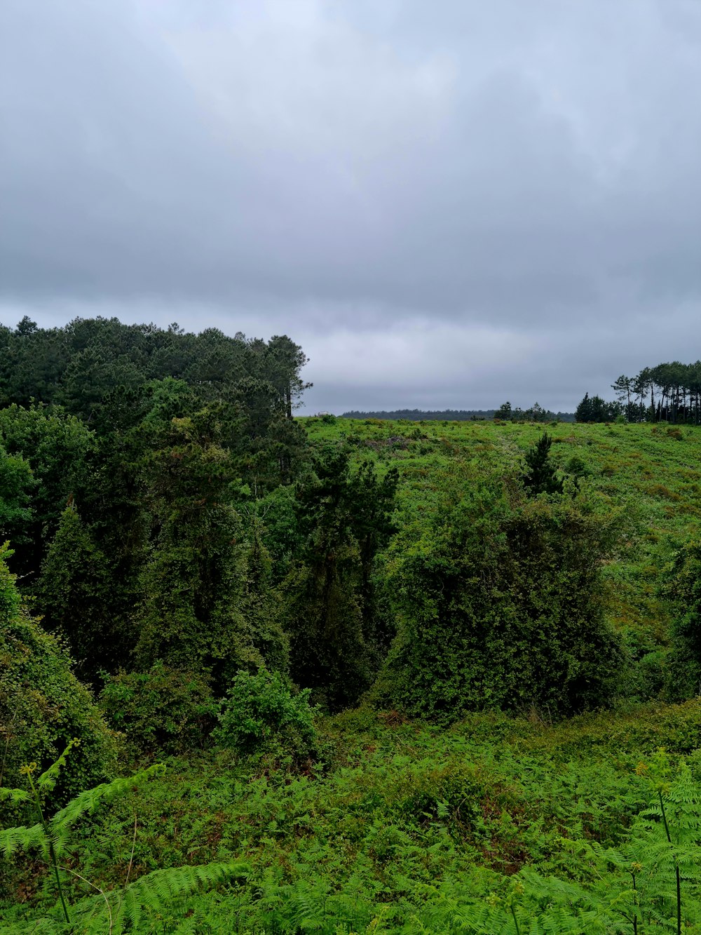 a lush green forest filled with lots of trees