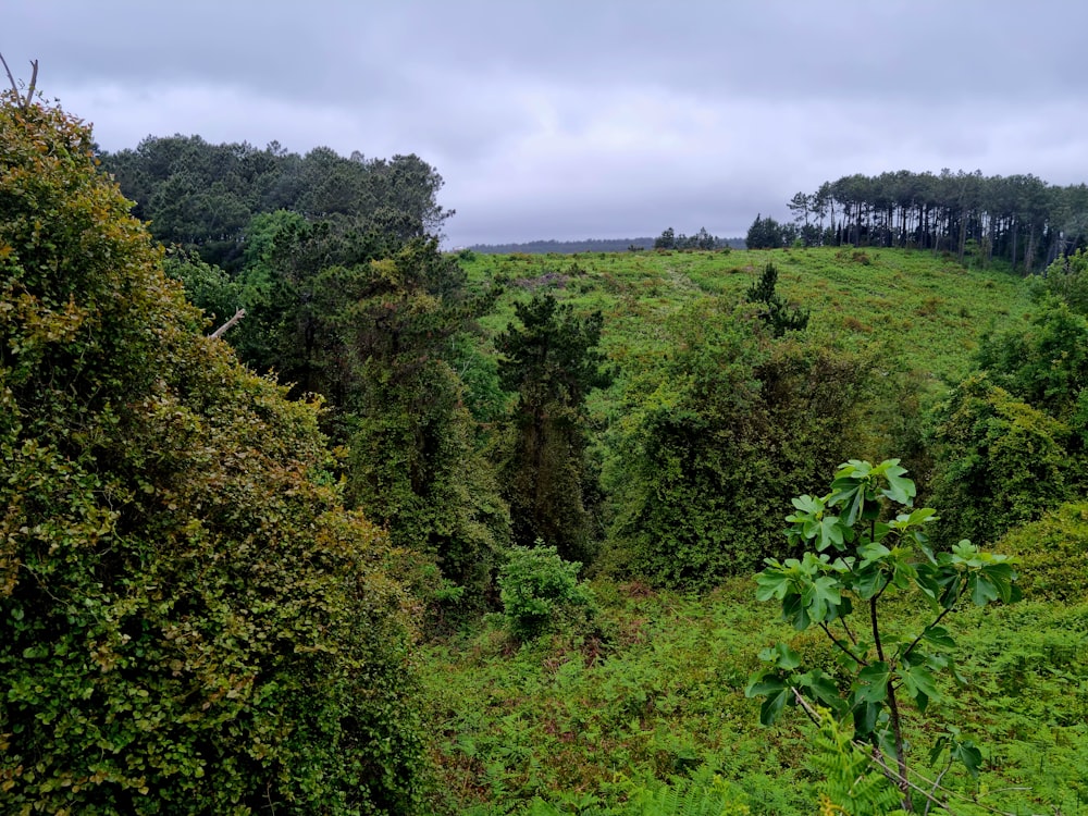 a lush green forest filled with lots of trees