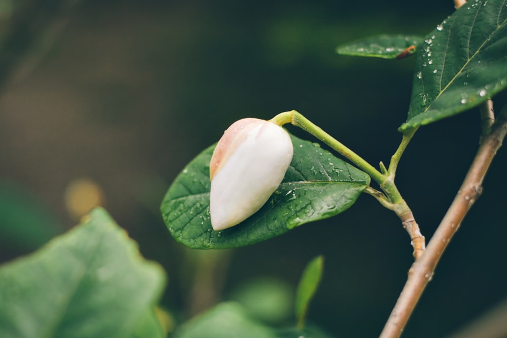 a close up of a flower on a tree branch