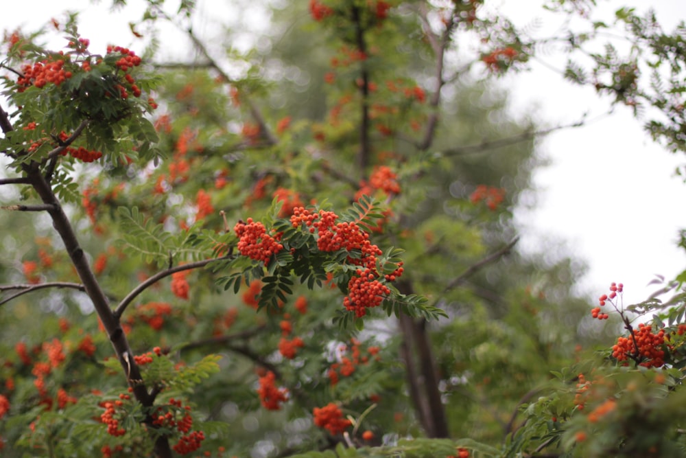 a bunch of red berries are growing on a tree