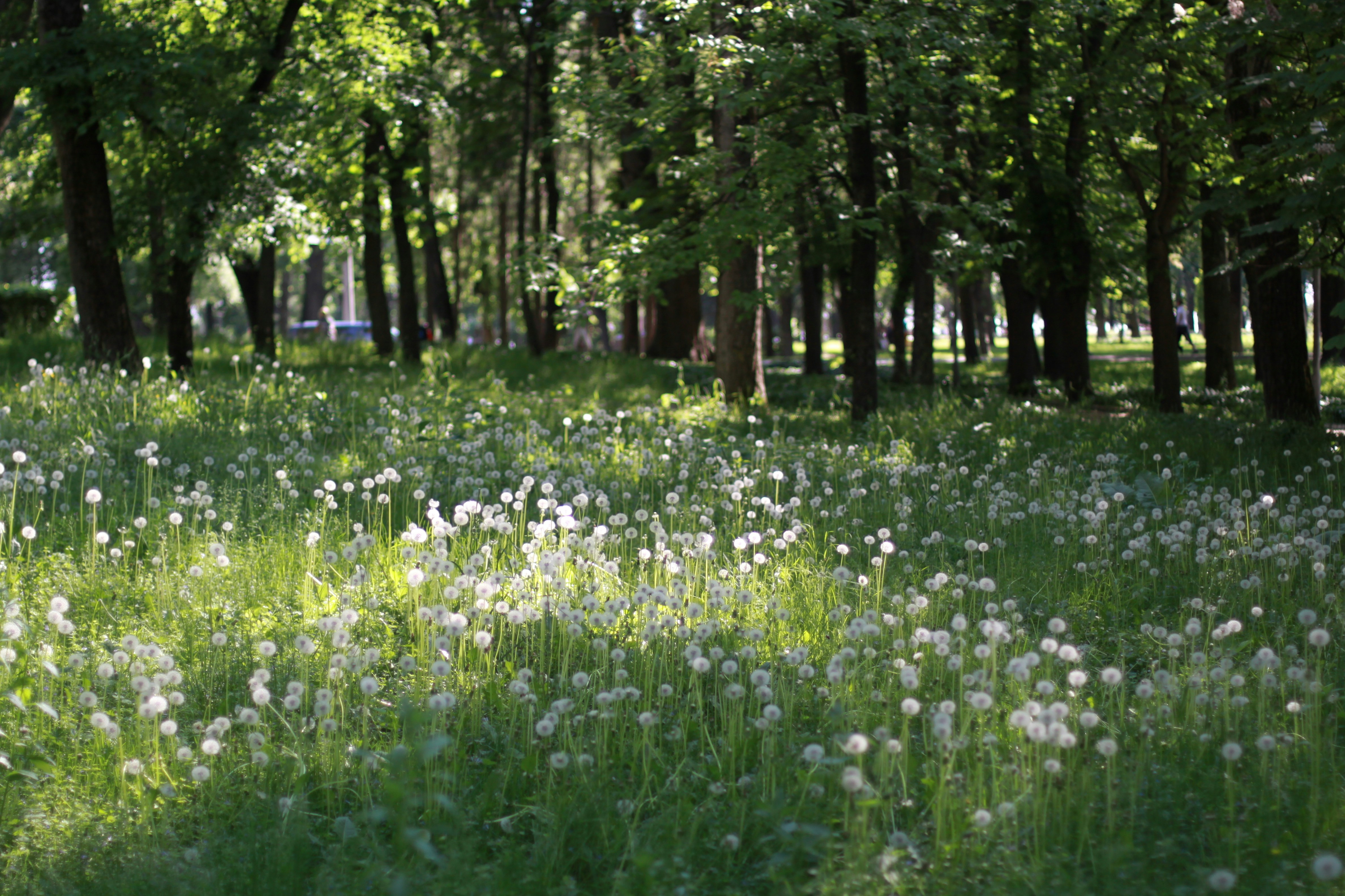 Photo by zephirbrush