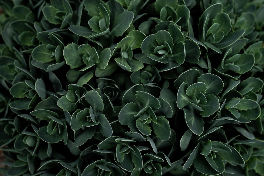 a close up of a green plant with lots of leaves