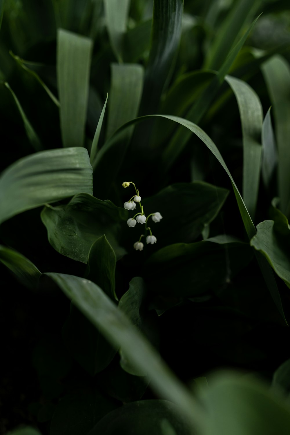 a close up of a plant with small white flowers