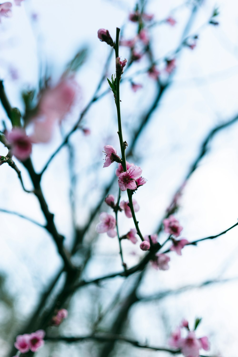 a branch of a tree with pink flowers