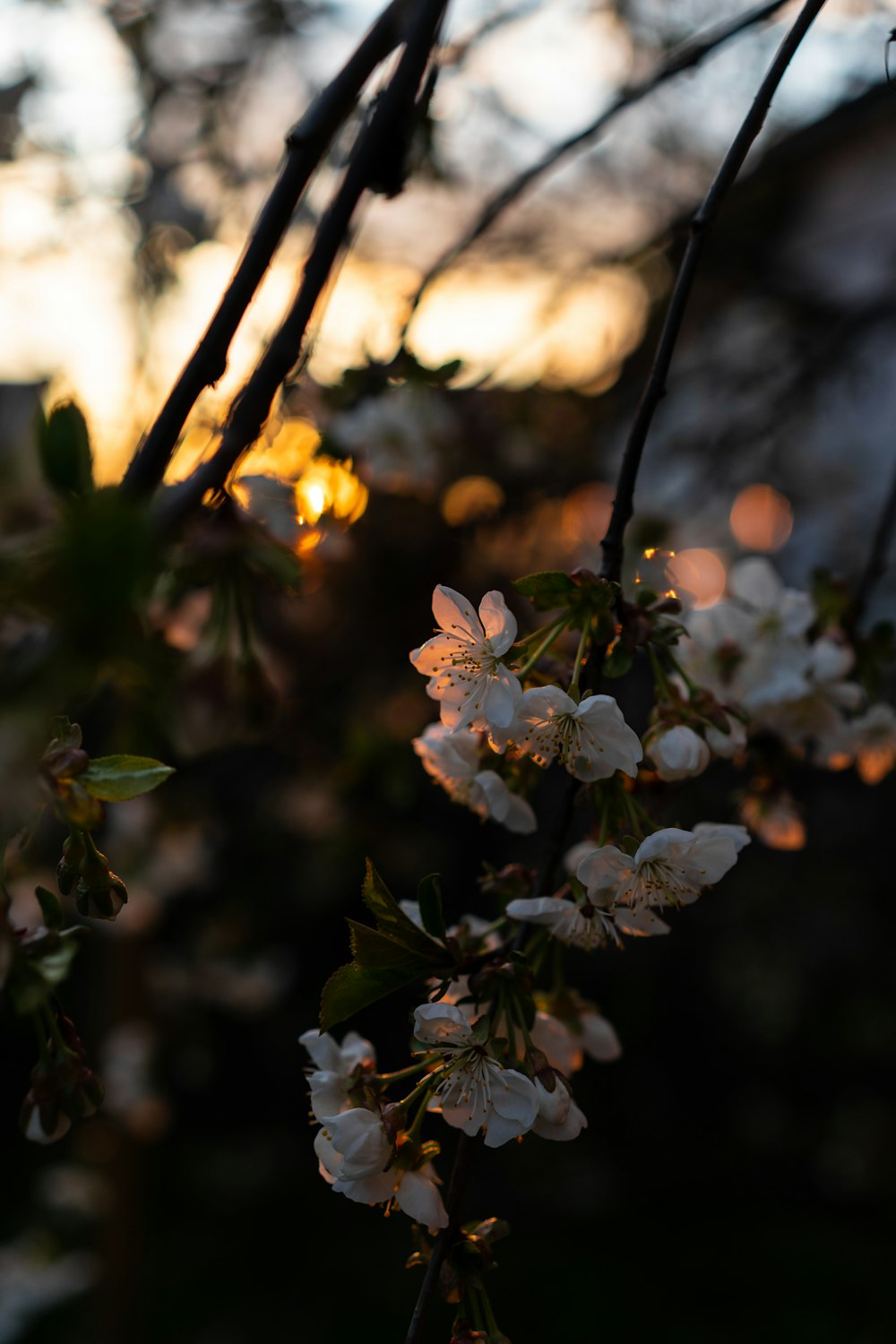 a close up of a tree with white flowers