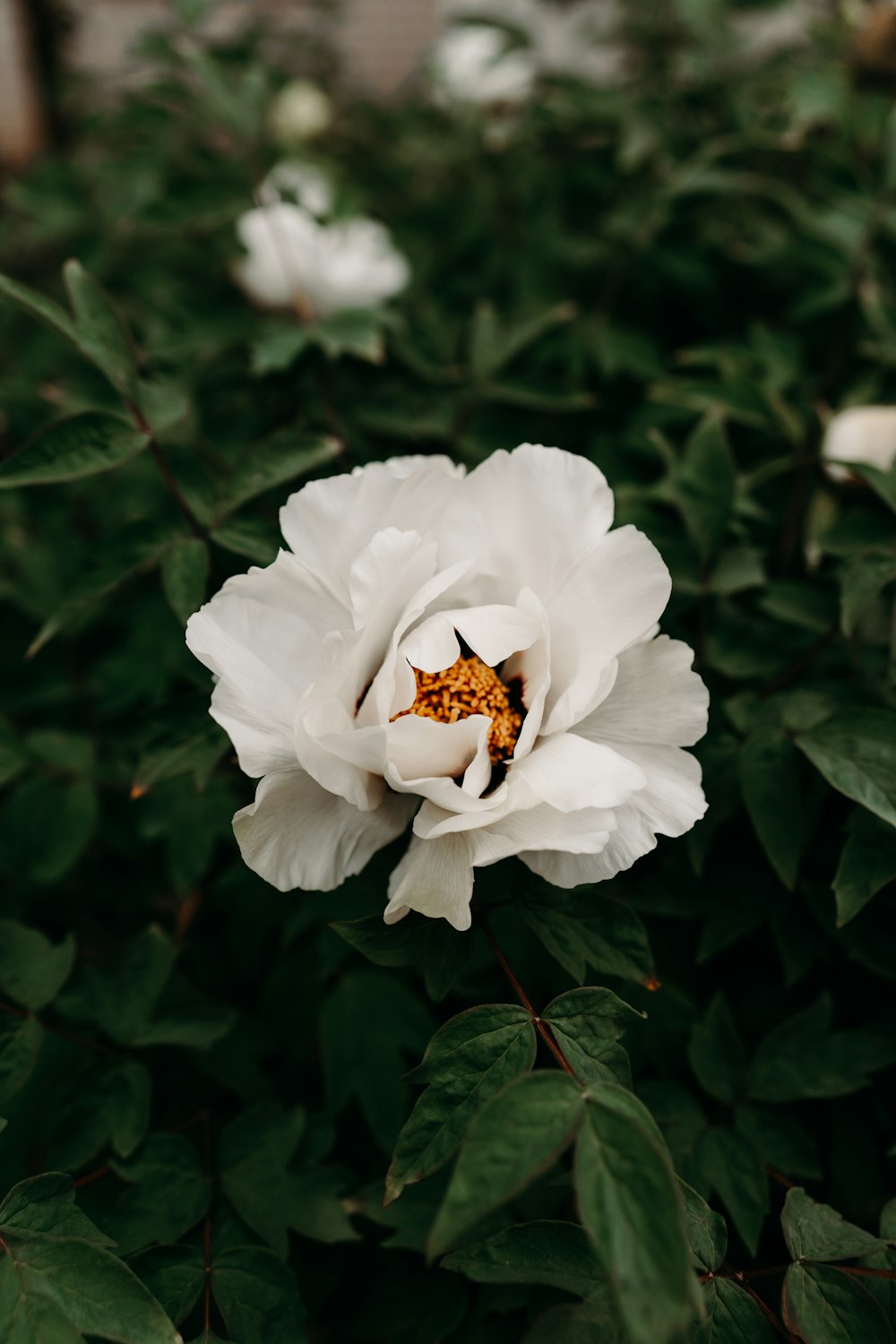 a large white flower sitting on top of a lush green field