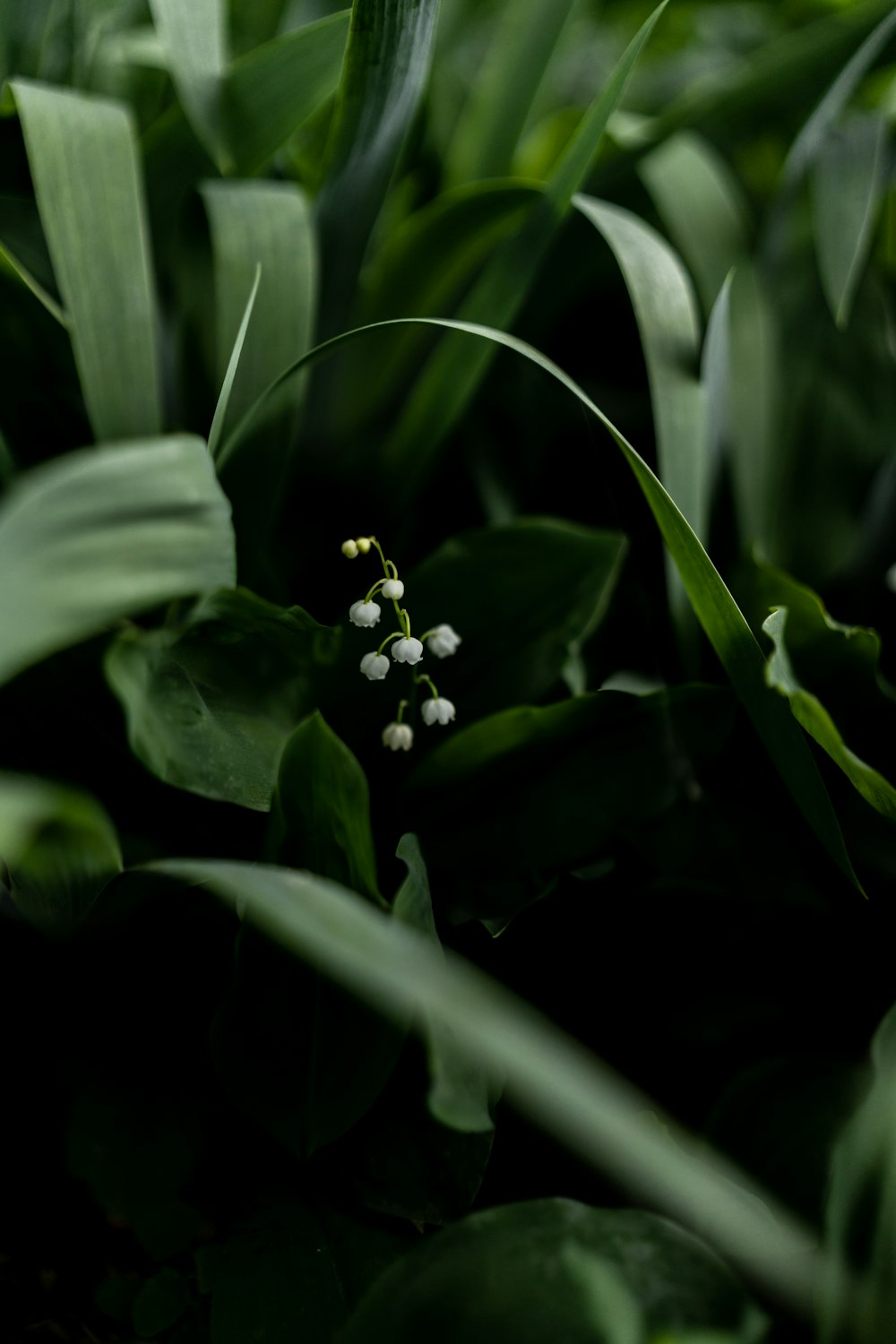 a close up of a plant with small white flowers