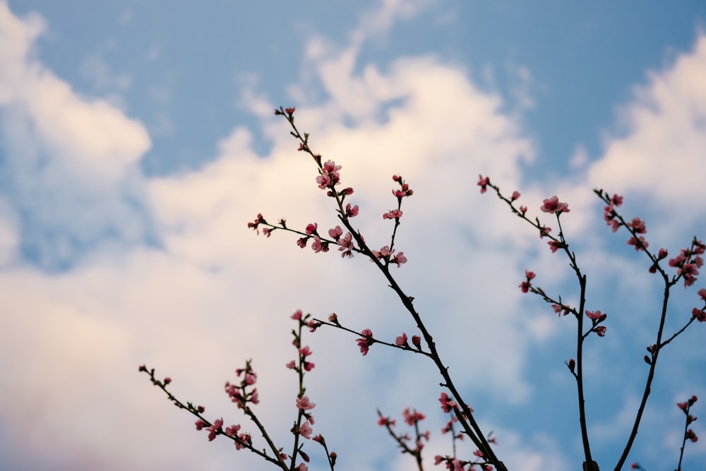 a tree branch with pink flowers against a cloudy sky