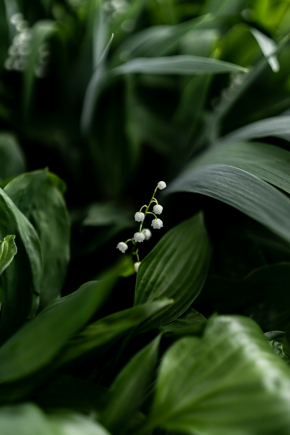 a close up of a plant with white flowers