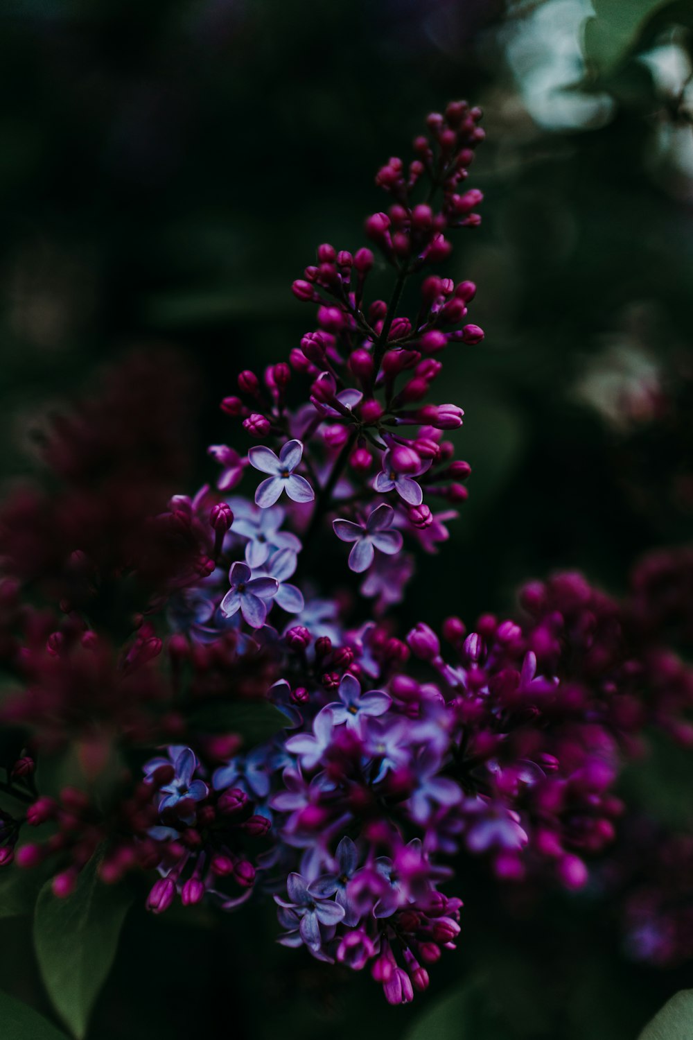 a bunch of purple flowers with green leaves