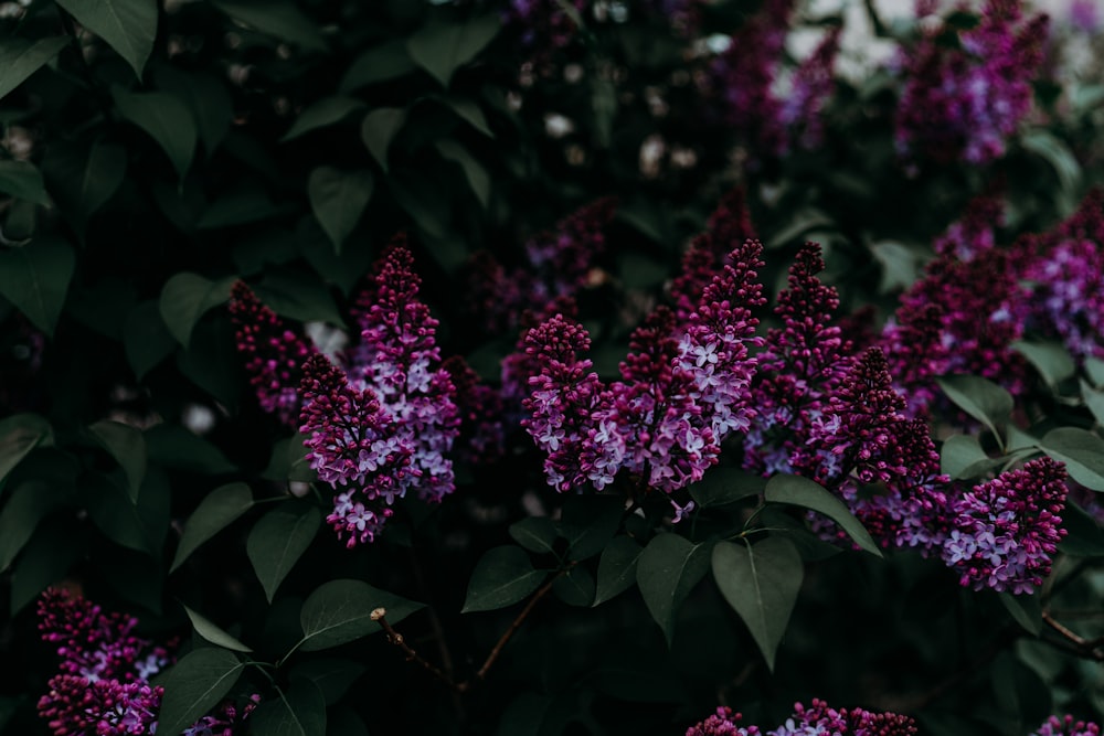 a bunch of purple flowers growing on a tree