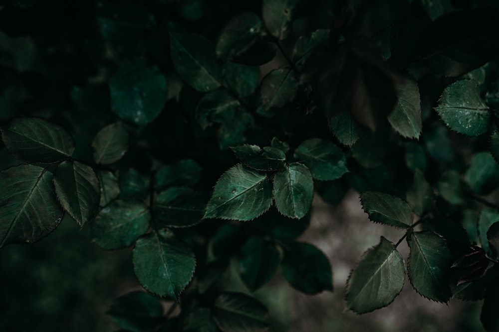 a close up of leaves on a tree