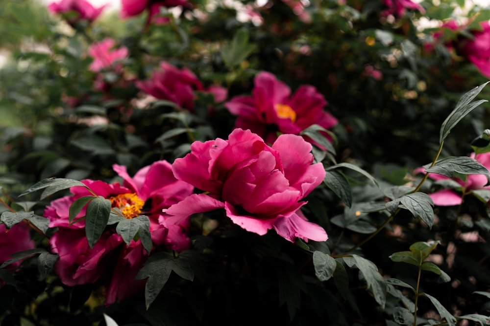 a bunch of pink flowers in a garden