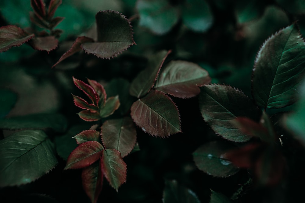 a close up of a green plant with red leaves