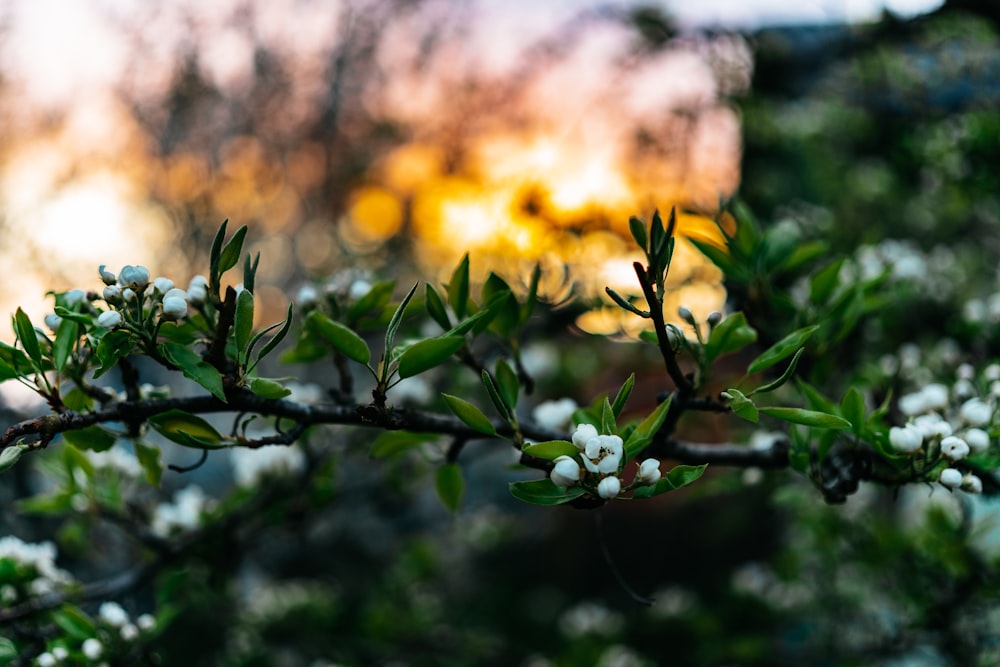 a branch of a tree with white flowers