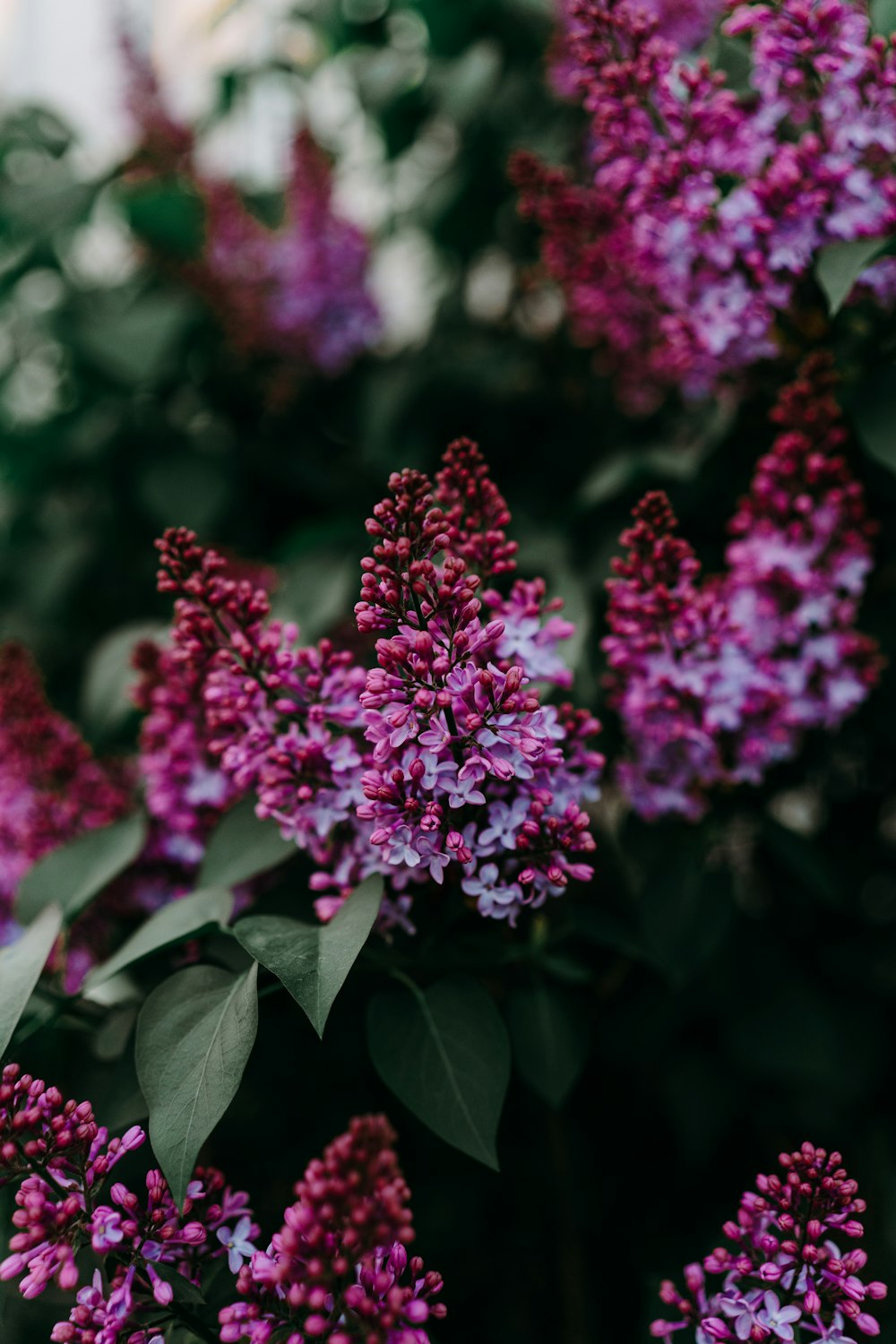 a bunch of purple flowers that are blooming