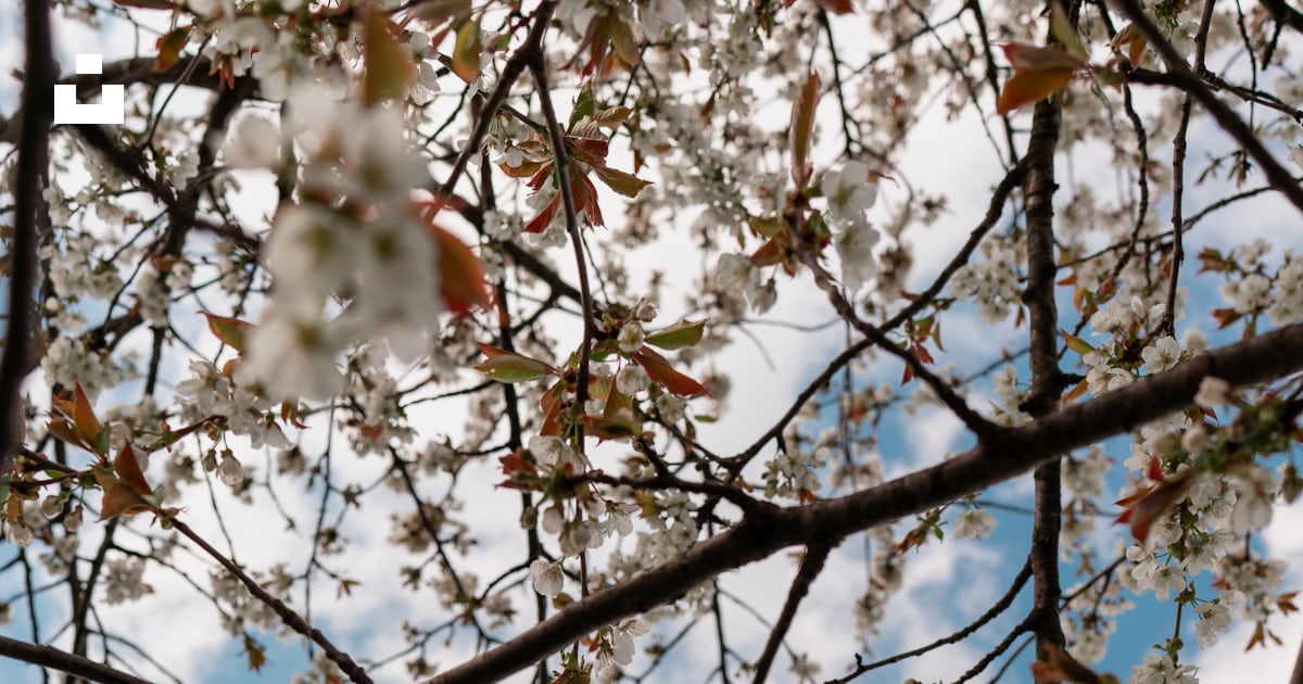 Foto zum Thema Die zweige eines baumes mit weißen blüten Kostenloses Bild zu Blumen auf Unsplash Foto zum Thema Die zweige eines baumes mit weißen blüten Kostenloses Bild zu Blumen auf Unsplash