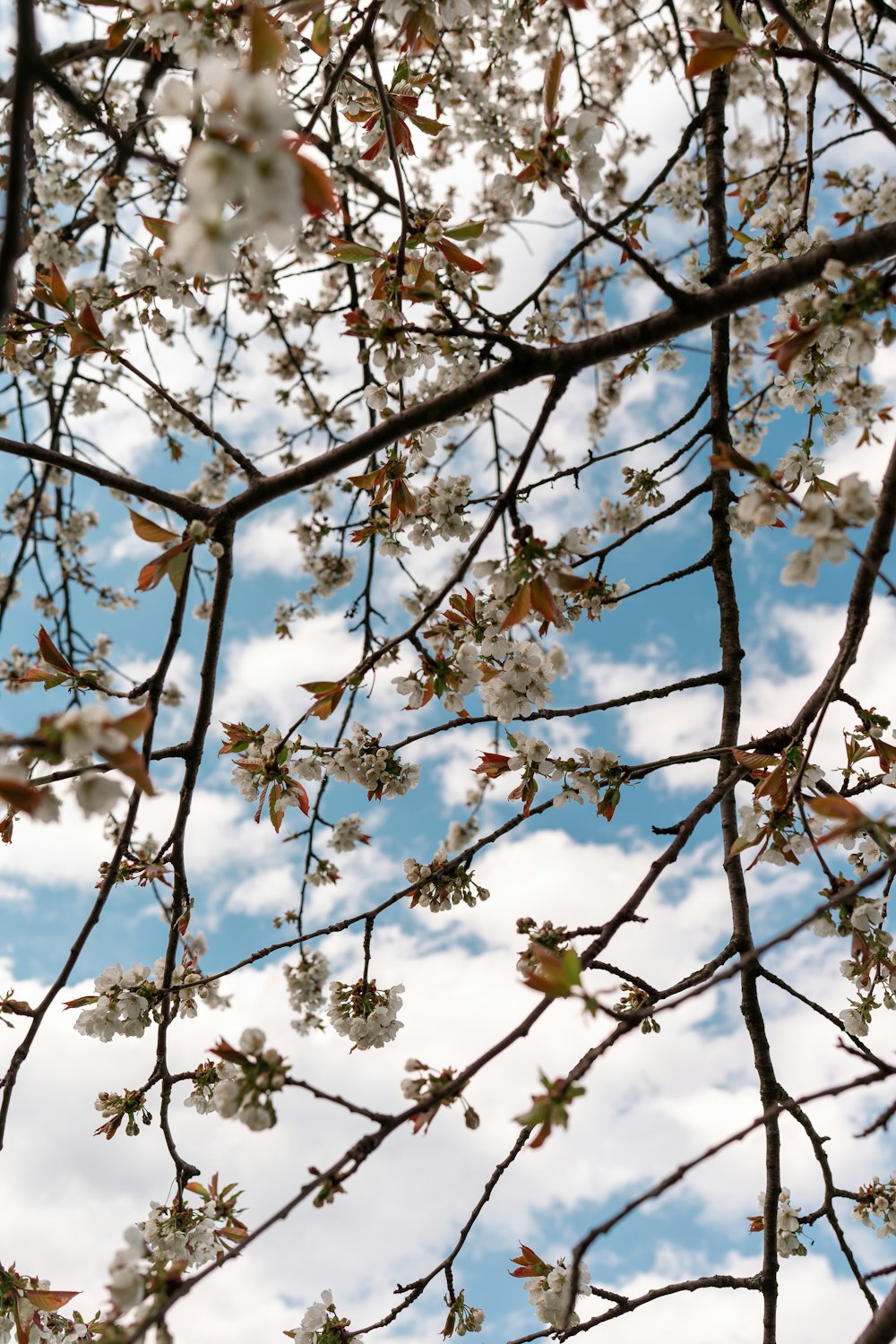 the branches of a tree with white flowers