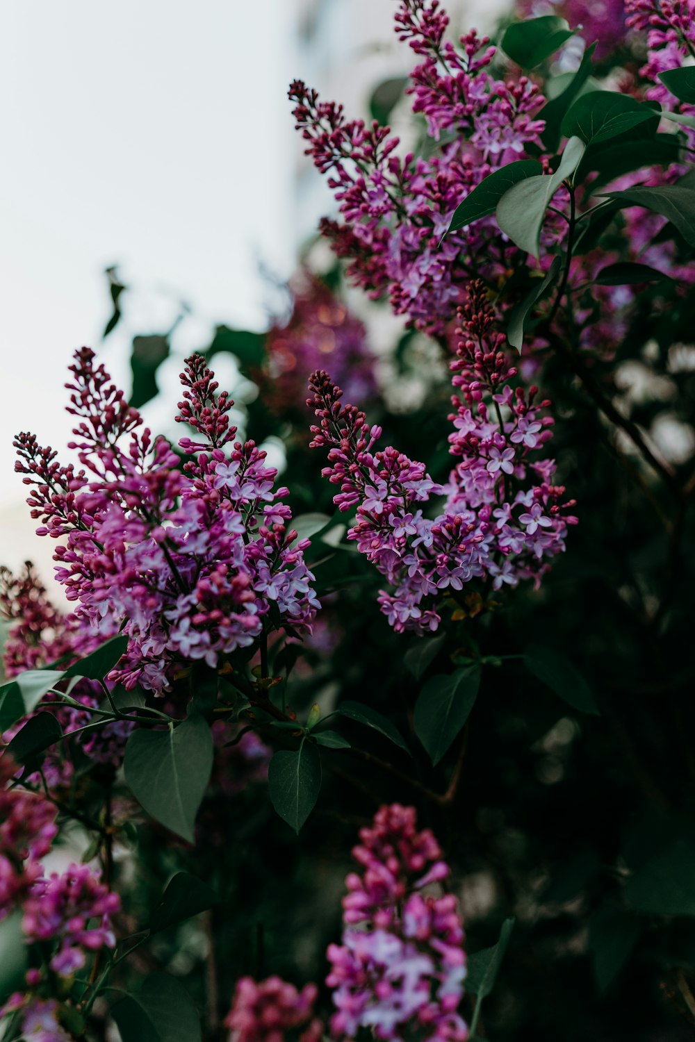 a bunch of purple flowers that are on a tree