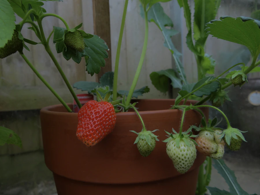 Planta de frutilla en maceta