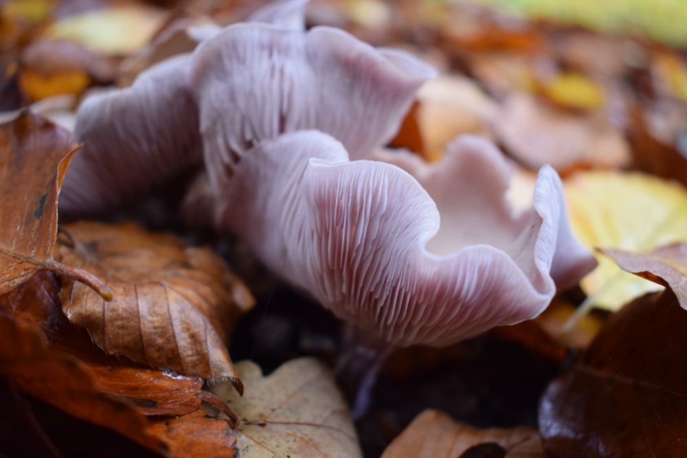 a group of mushrooms sitting on top of leaves