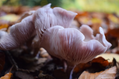 A close-up of freshly foraged wild mushrooms nestled among autumn leaves