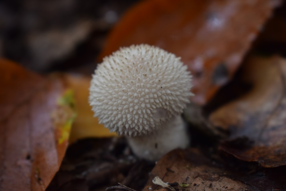 a close up of a mushroom on the ground