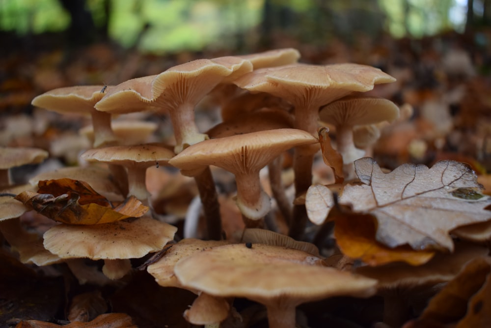 a group of mushrooms that are on the ground