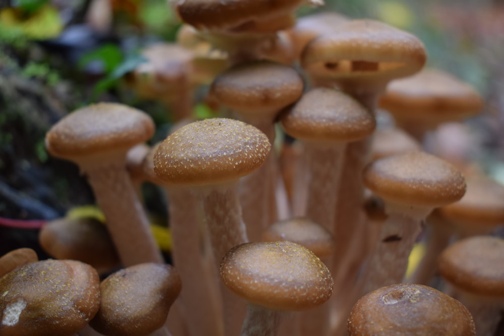 a close up of a group of mushrooms