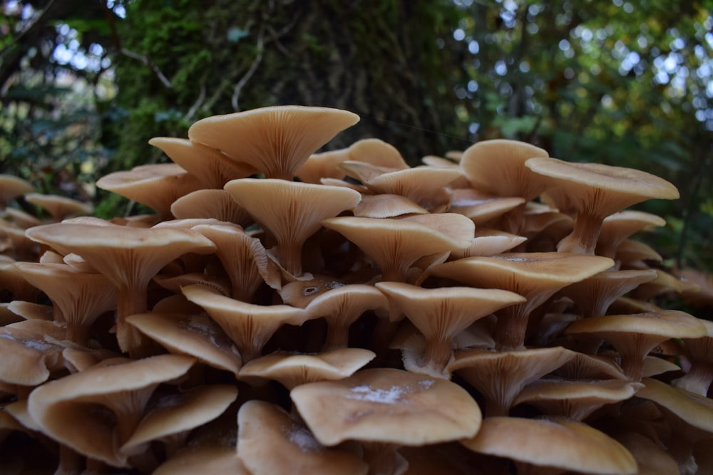 a large group of mushrooms growing on a tree