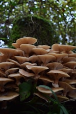 A cluster of mushrooms with light brown caps is growing among green foliage in a forest setting. The mushrooms' gills are visible, fanning out beneath their caps. The background shows a blurred mixture of green leaves and branches, suggesting a thriving natural environment.