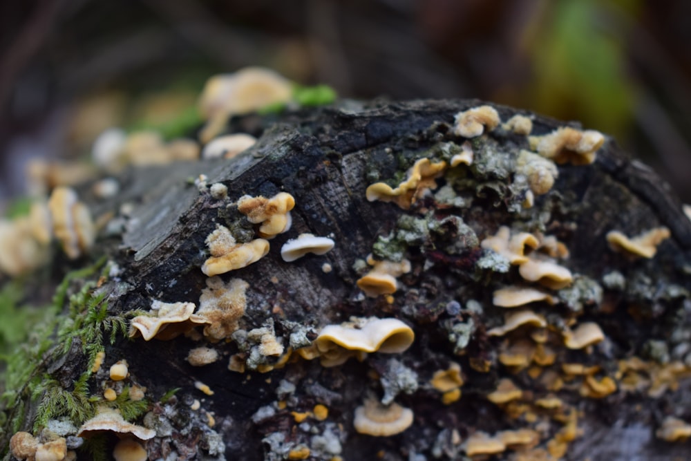 a close up of a tree trunk with mushrooms growing on it