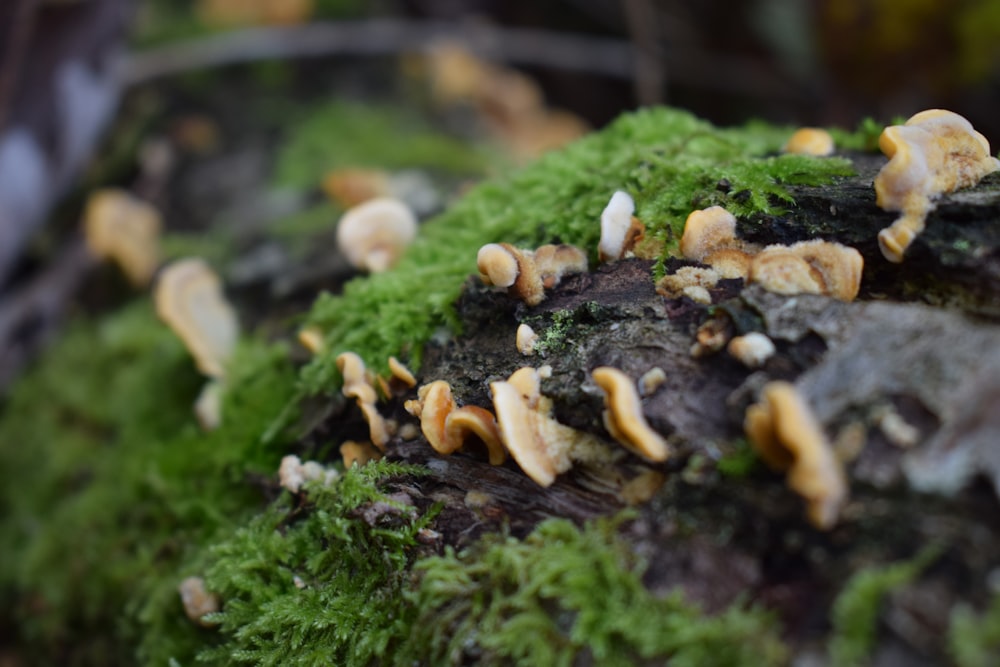 a bunch of mushrooms that are on a tree