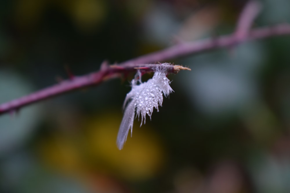 a close up of a plant with water droplets on it