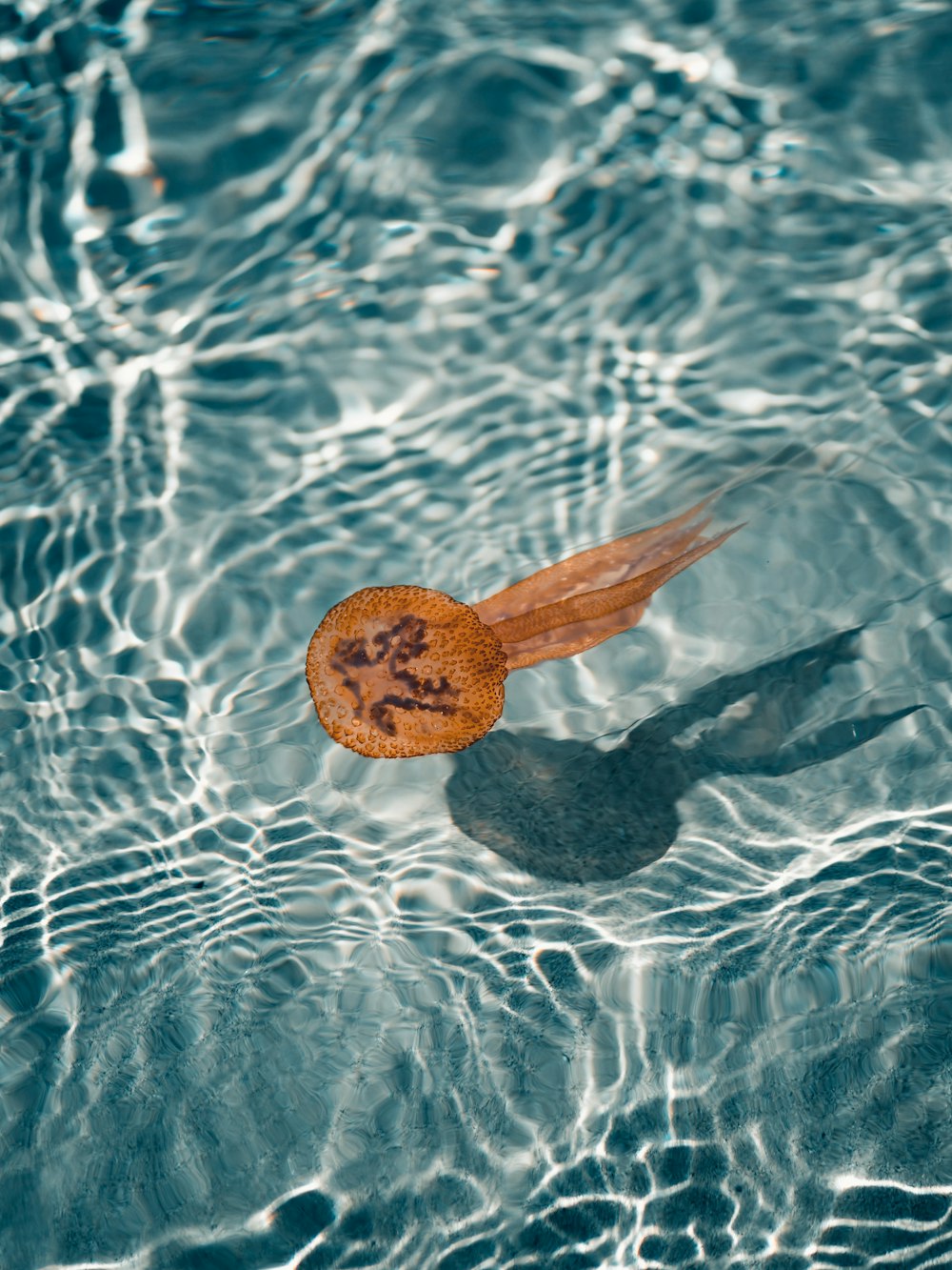 a wooden object floating in a pool of water