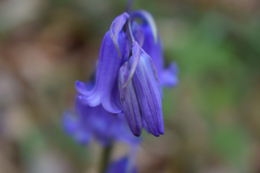 a close up of a purple flower with a blurry background