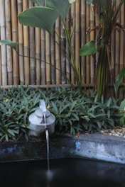 A rustic garden setting features a weathered metal watering can turned into a water feature, pouring a thin stream of water into a basin. The background consists of tall bamboo stalks, and lush green foliage of broad-leafed plants surrounds the water feature.