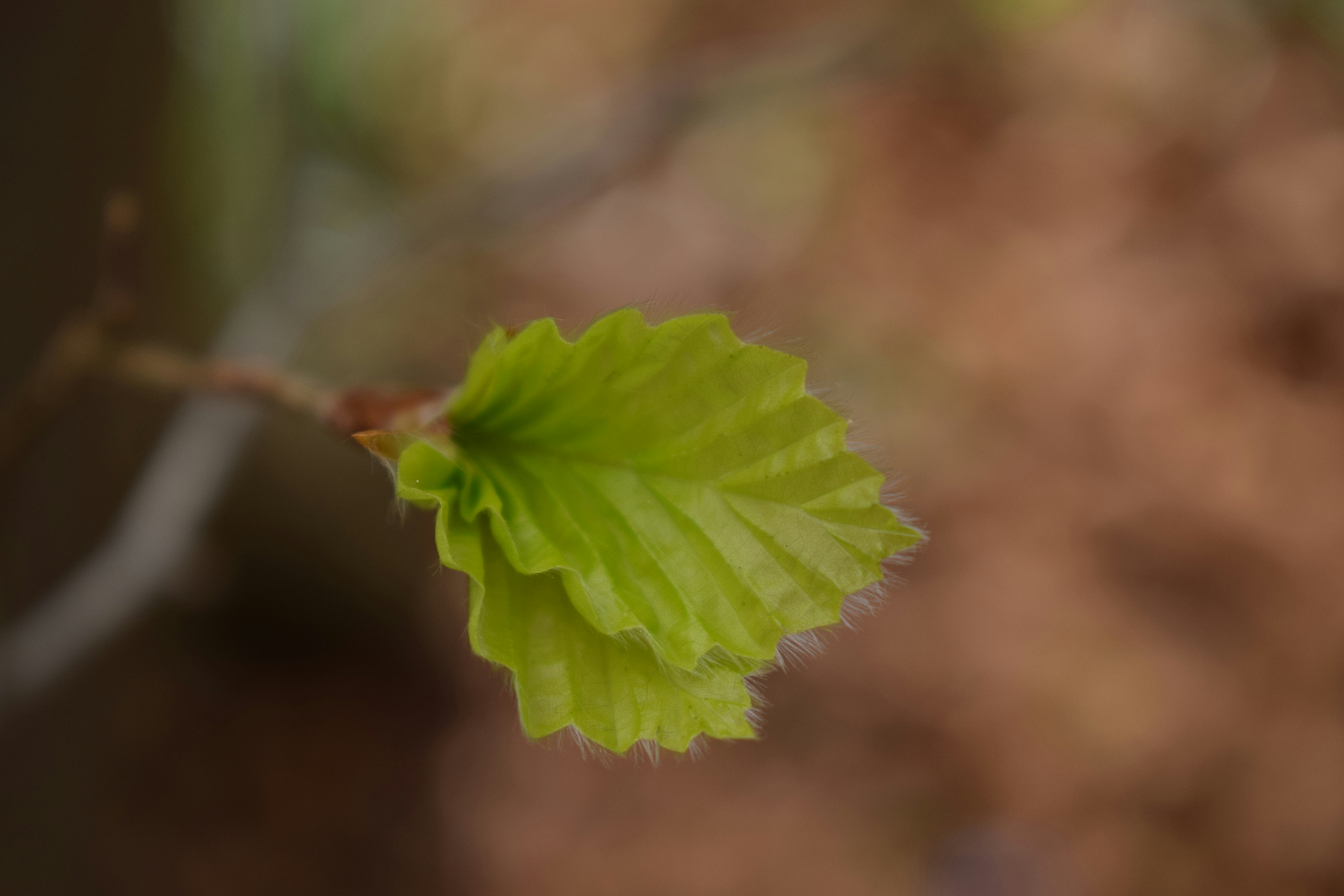 Photo by themiraclemuse