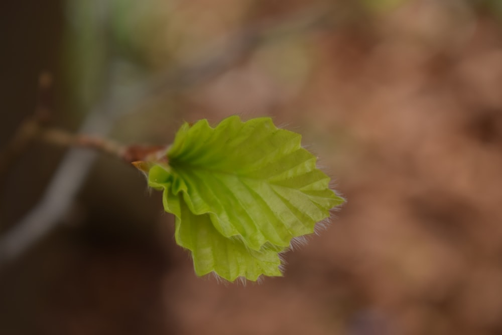 a close up of a green leaf on a branch