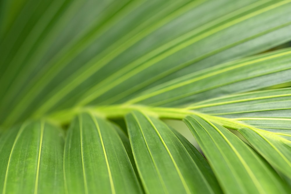 a close up of a large green leaf