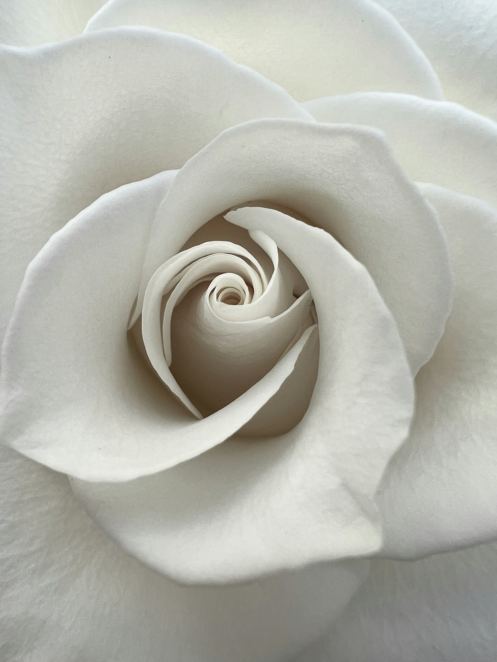 a close up of a white rose flower